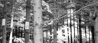 2005 Zimmerinstallation im Wald Teil 1